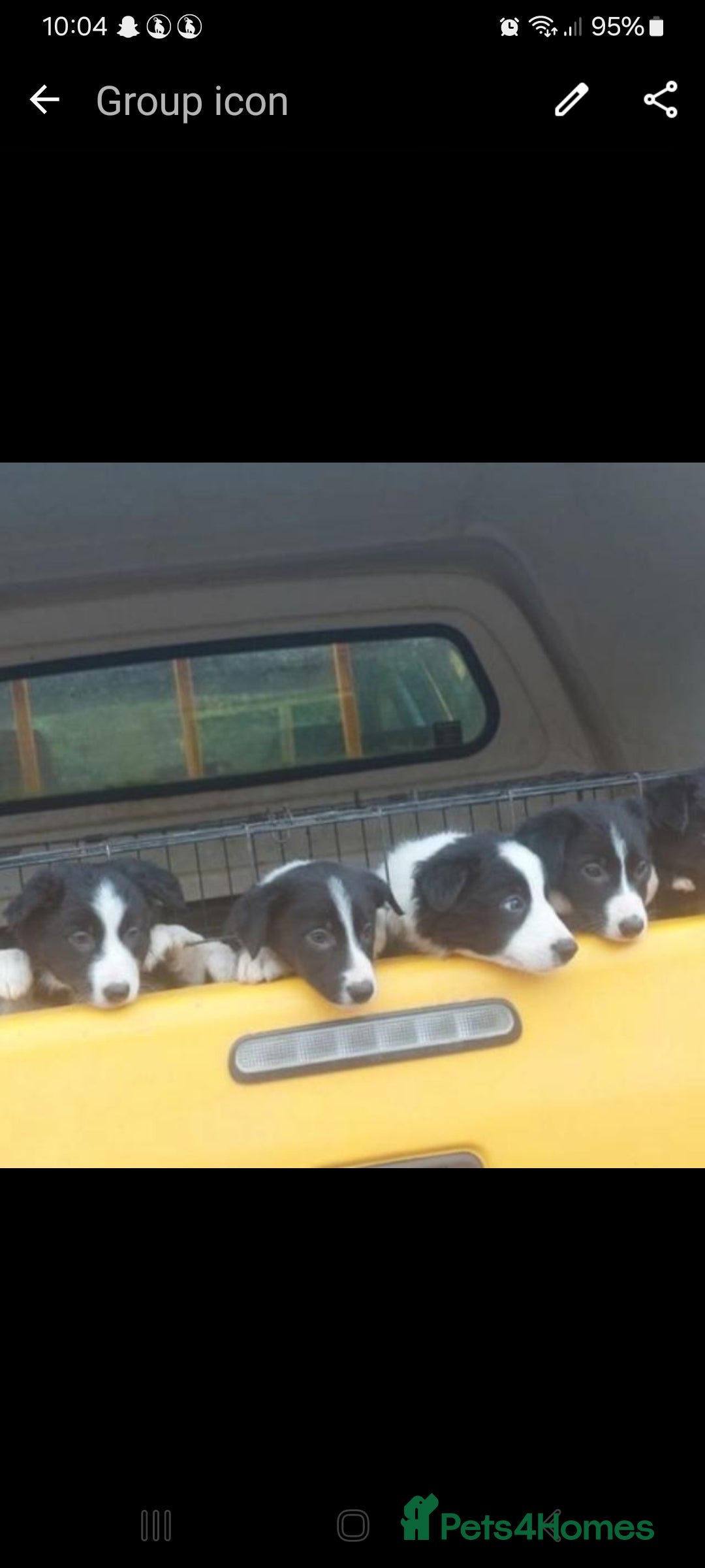 Border Collie dogs for sale: BaileyBoy - Advert 9