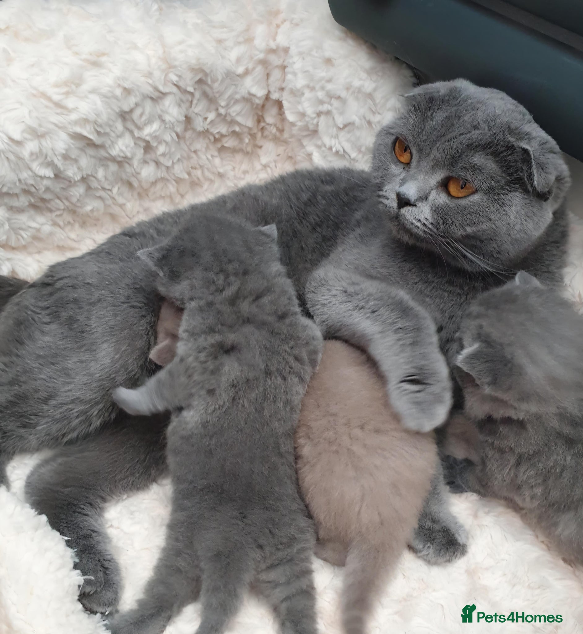 Scottish Fold cats Black & Lilac Scottish fold - top quality pedigree - Advert 1