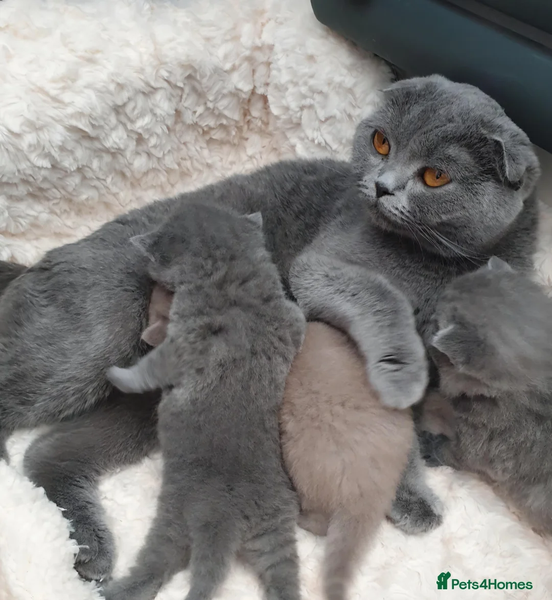Scottish Fold cats for sale: Black & Lilac Scottish fold - top quality pedigree - Advert 2