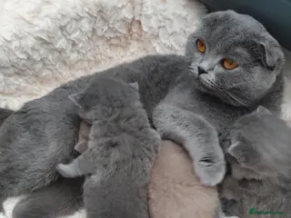Scottish Fold cats Black & Lilac Scottish fold - top quality pedigree - Advert 1