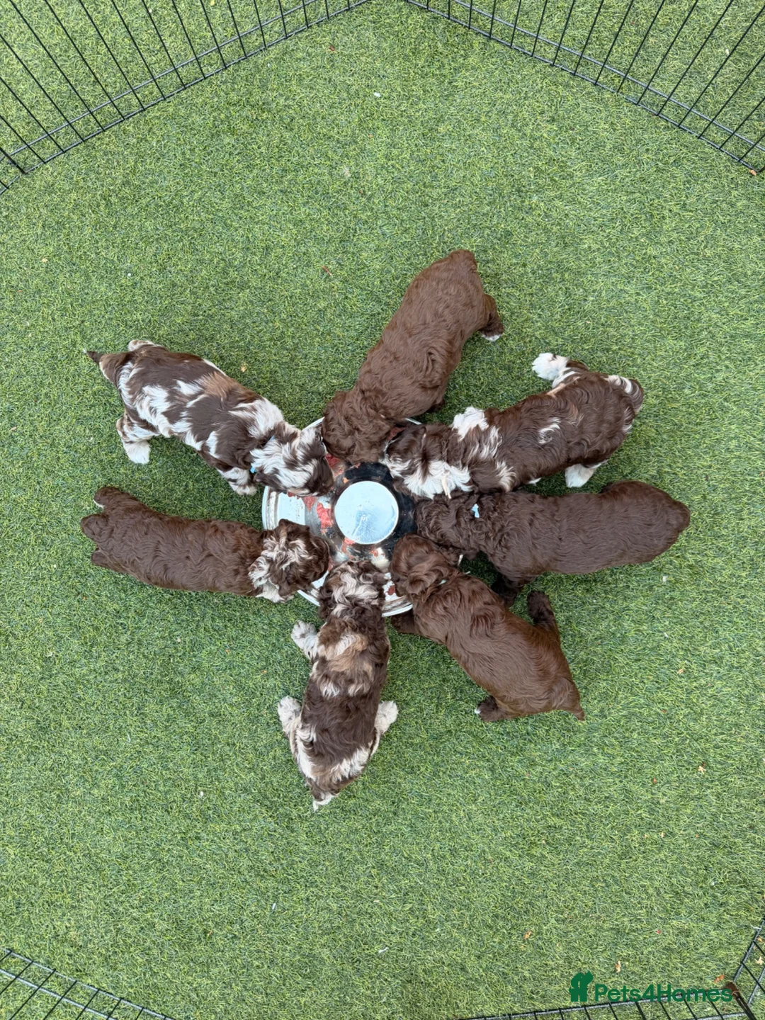 Cockapoo dogs for sale: F1b Cockapoos. Both Parents Health Tested  - Advert 1