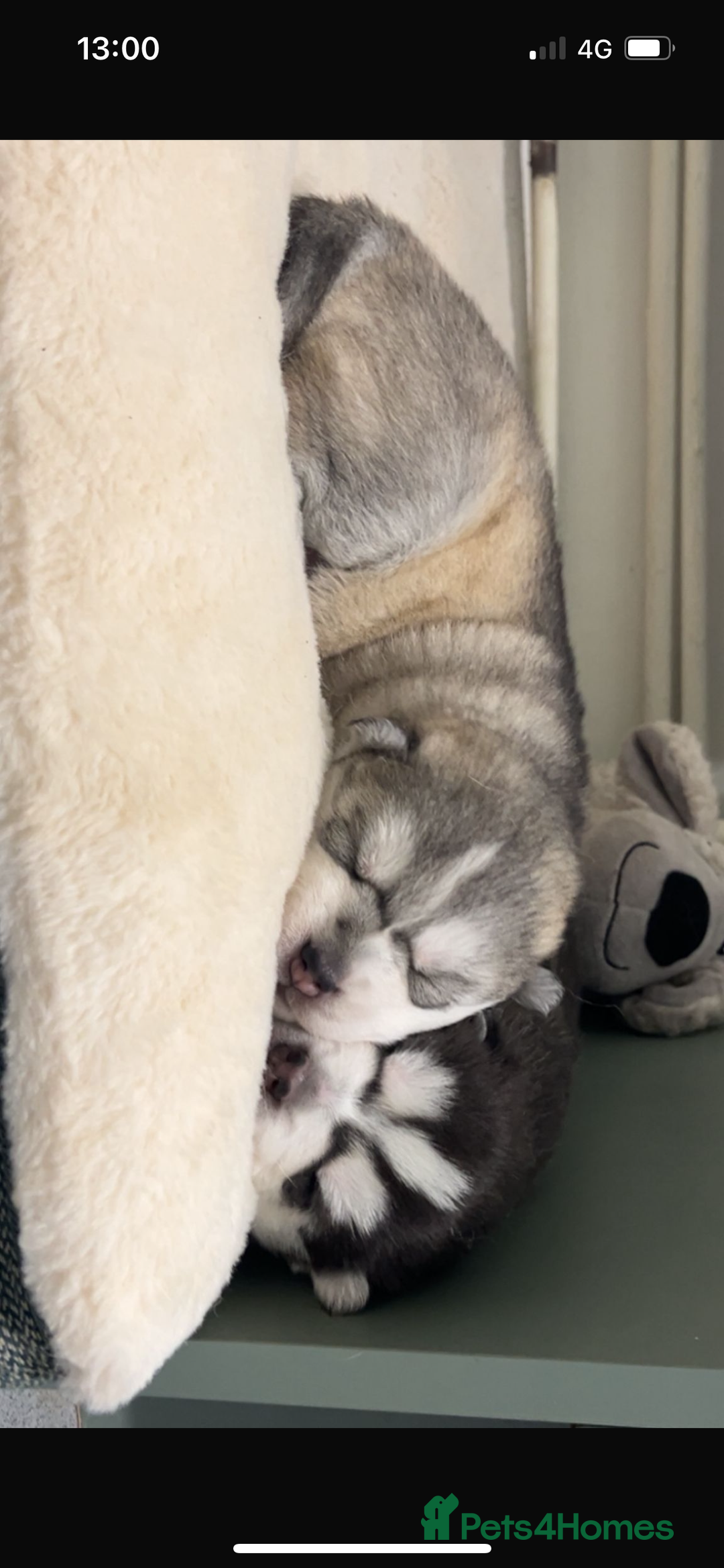 Siberian Husky dogs for sale: 2 beautiful puppy’s  - Advert 7
