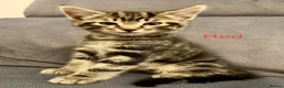 Mixed Breed cats for sale: Tabby kittens  in Abingdon - Advert 9