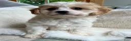 Cavapoo dogs for sale: Stunning F1 Cavapoo  - Advert 19