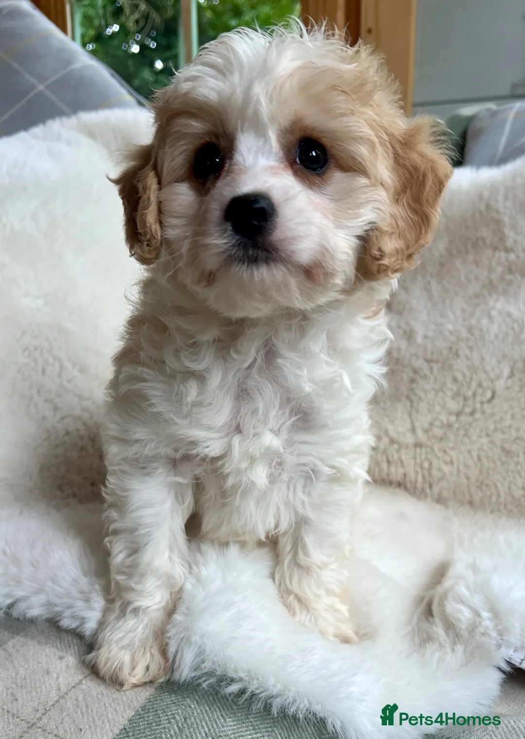 Cavapoo dogs for sale: Stunning F1 Cavapoo  - Advert 19