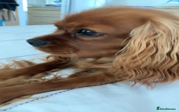 Cavalier King Charles Spaniel dogs for stud: Ruby Cavalier King Charles Spaniel for Stud duties - Image 7