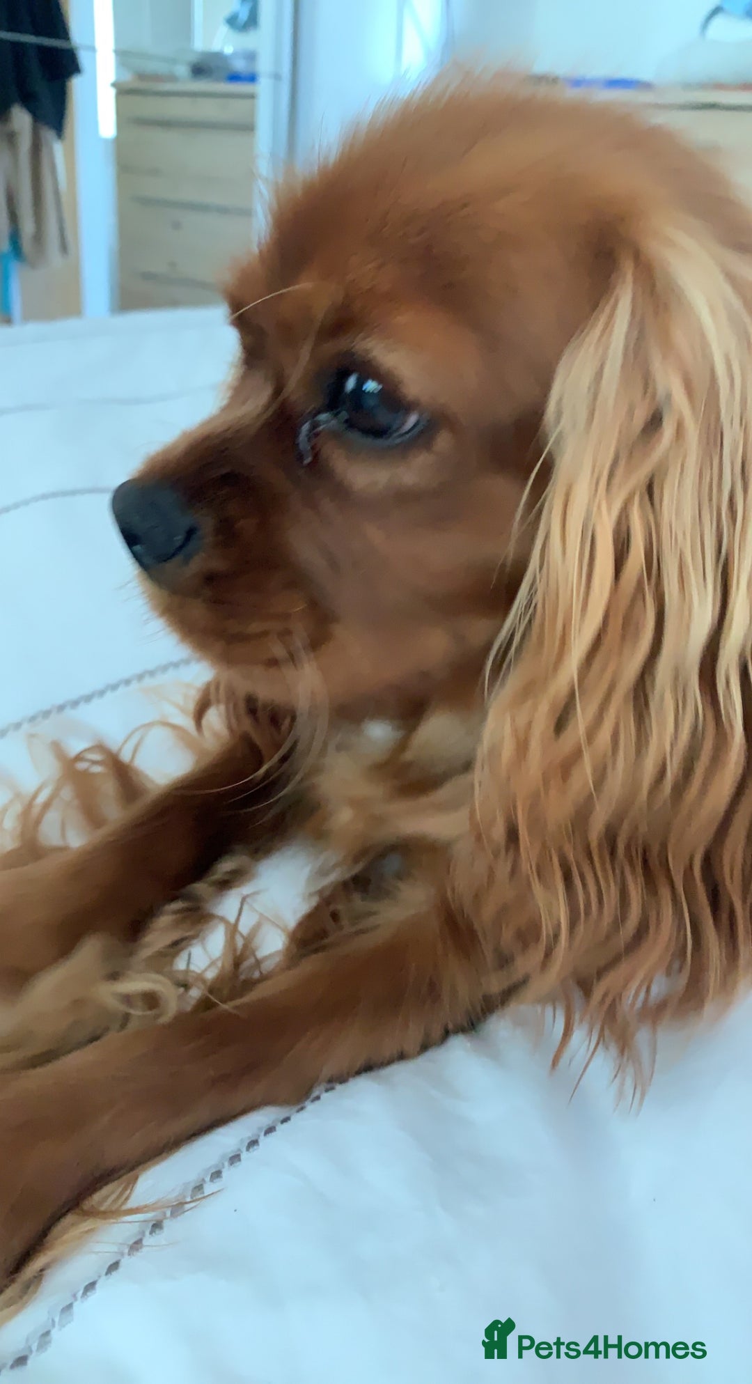 Cavalier King Charles Spaniel dogs for stud: Ruby Cavalier King Charles Spaniel for Stud duties - Image 7
