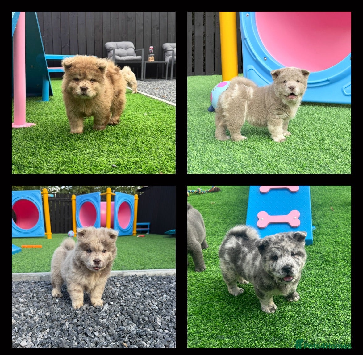 Chow Chow dogs Genuine exotic colour chowski puppies for sale - Advert 1