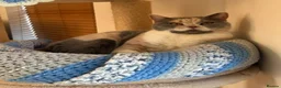British Shorthair cats for sale: Looking for a new lap! - Advert 1