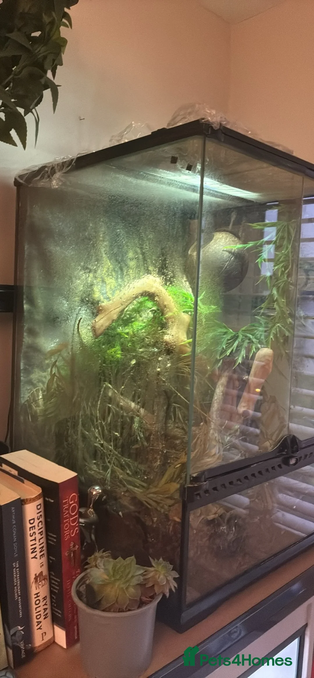 Gecko reptiles for sale: Adult Crested Gecko + Vivarium in London - Advert 4