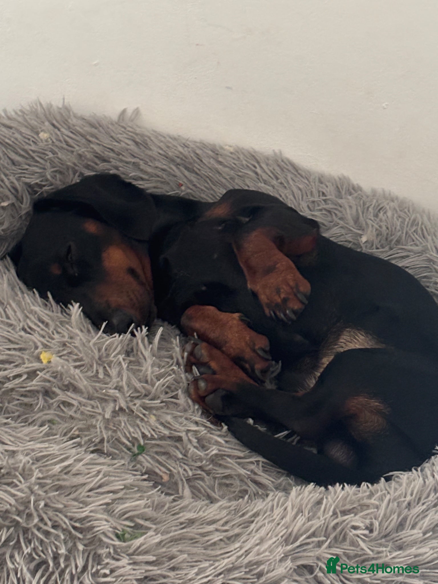 Miniature Dachshund dogs 18month old male mini dachshund - Advert 5