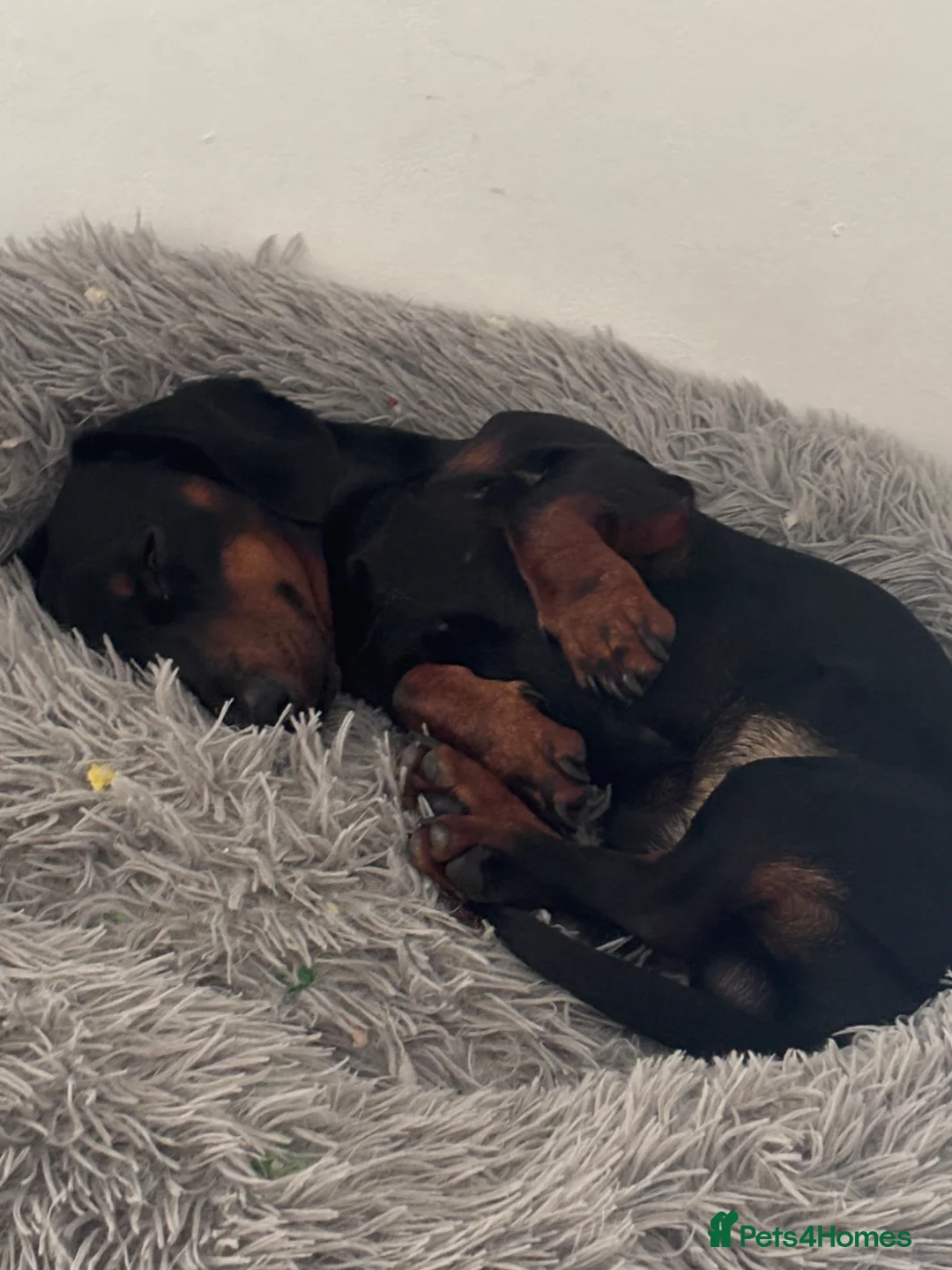 Miniature Dachshund dogs for sale: 18month old male mini dachshund - Advert 1