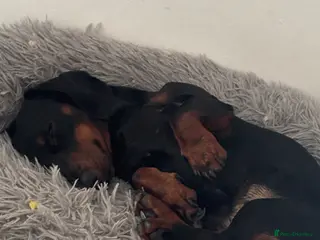 Miniature Dachshund dogs 18month old male mini dachshund - Advert 5