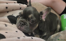 French Bulldog dogs for sale: Male 11week Frenchie - Image 3