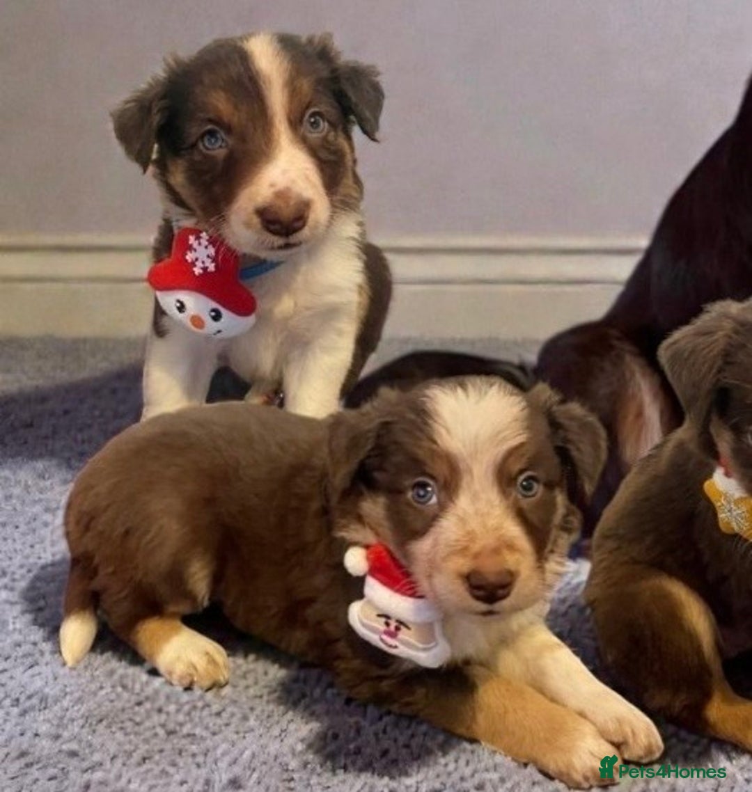 Border Collie dogs for sale: 1 Red/Brown Tri BorderCollie Boy: rough coat - Advert 4