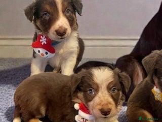 Border Collie dogs 2 Boys Red/Brown Tri BorderCollie Pups: rough coat - Advert 5
