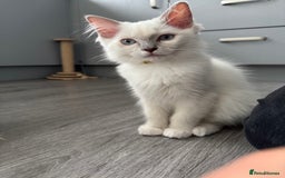 Ragdoll cats for sale: GCCF Lilac Ragdoll Kitten 1 remaining - Reduced in Bishop Auckland - Image 3