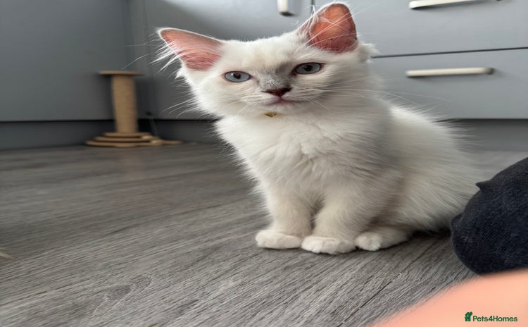 Ragdoll cats in Bishop Auckland - Advert 10