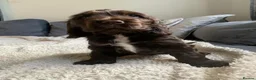 Cocker Spaniel dogs for sale: kc registered chocolate show type cockers - Advert 10