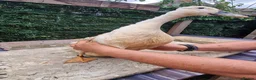 Mixed Breed poultry for sale: Stunning variety of hens cocks and drakes  - Advert 21