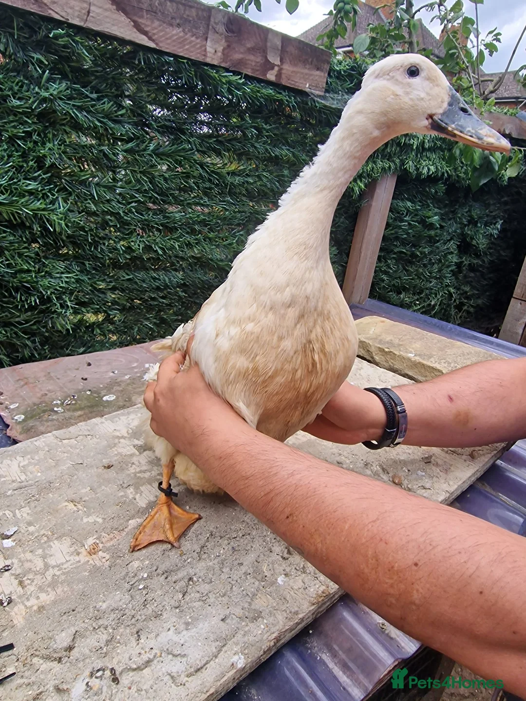 Mixed Breed poultry for sale: Stunning variety of hens cocks and drakes  - Advert 21