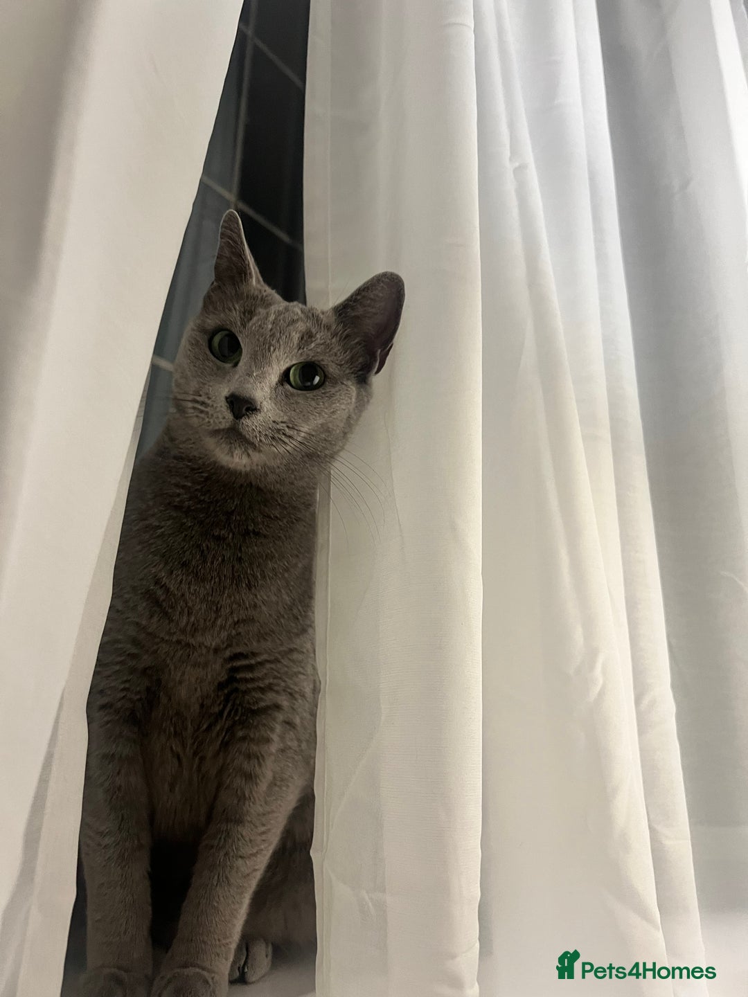 Russian Blue cats for sale: Pedigree Russian Blue Female for sale  - Advert 7