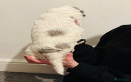 Labradoodle dogs for sale: Beautiful unique mini labradoodles with rare coats - Image 2