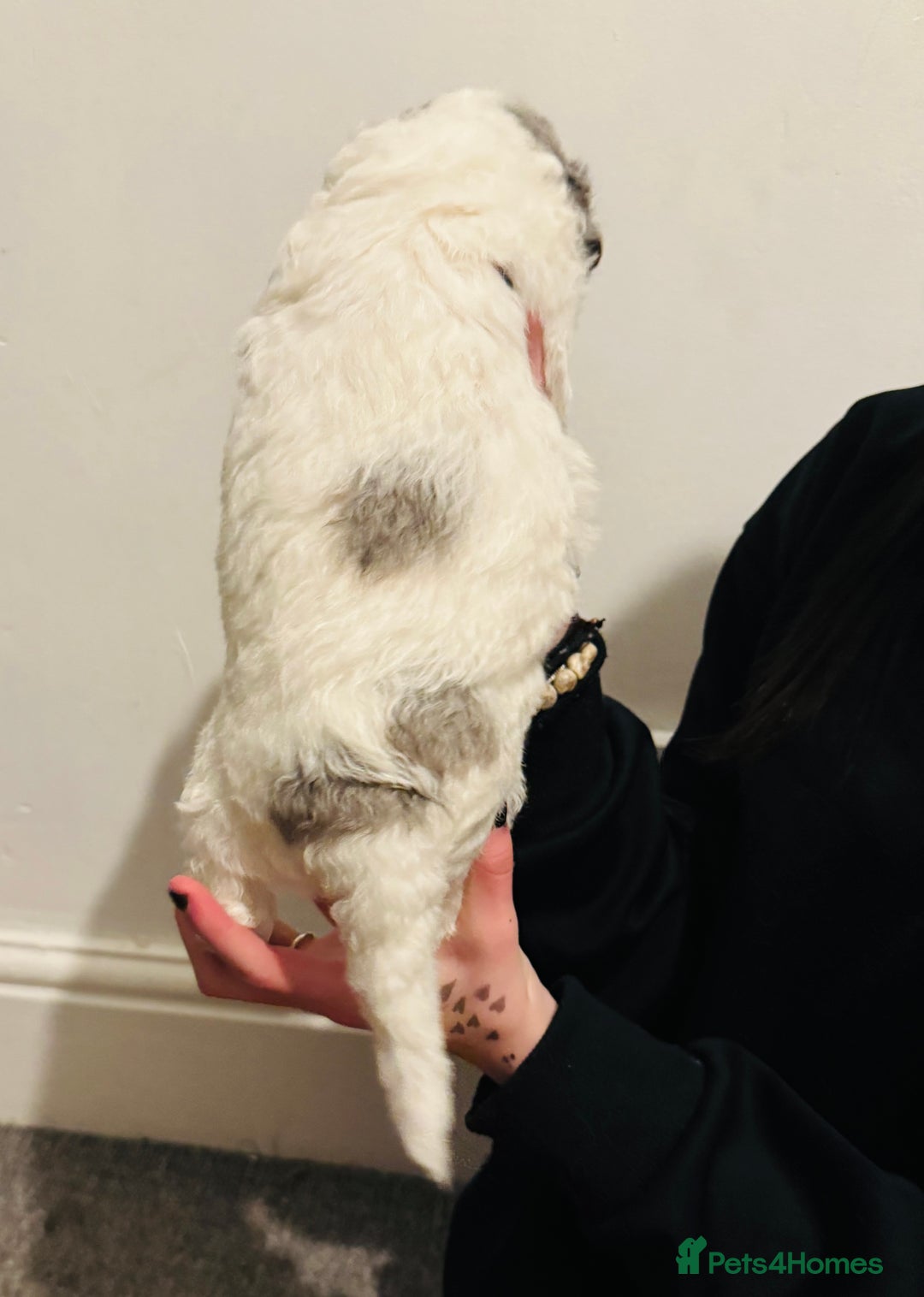 Labradoodle dogs for sale: Beautiful unique mini labradoodles with rare coats - Image 2