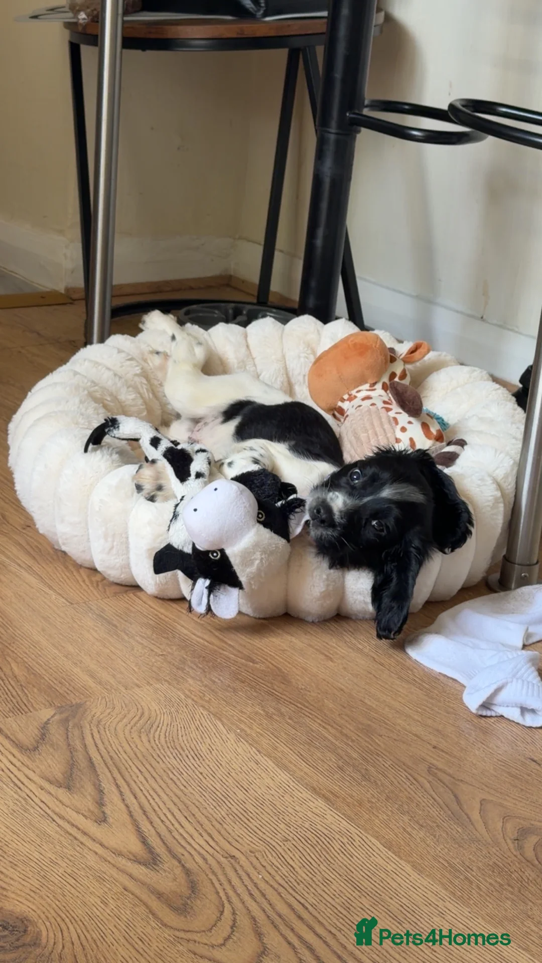 English Springer Spaniel dogs for sale: Spring Spaniel in Doncaster - Advert 2