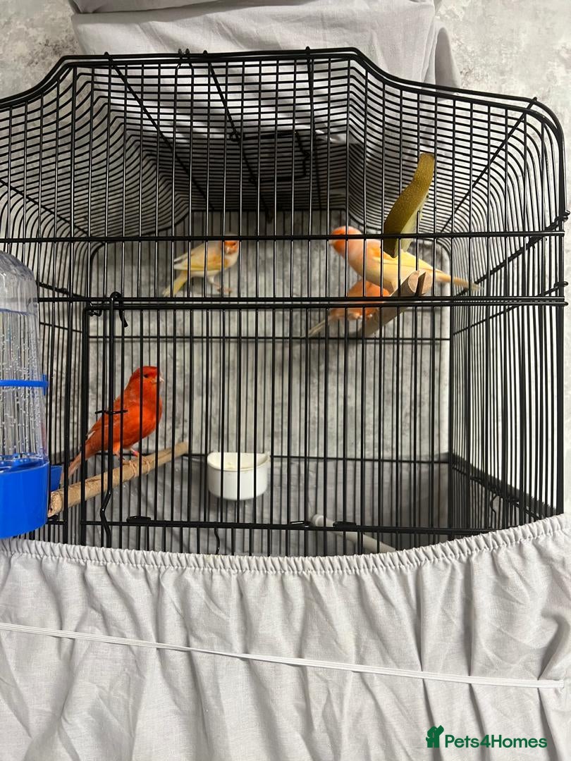 Mixed Breed birds Canarie - Advert 2