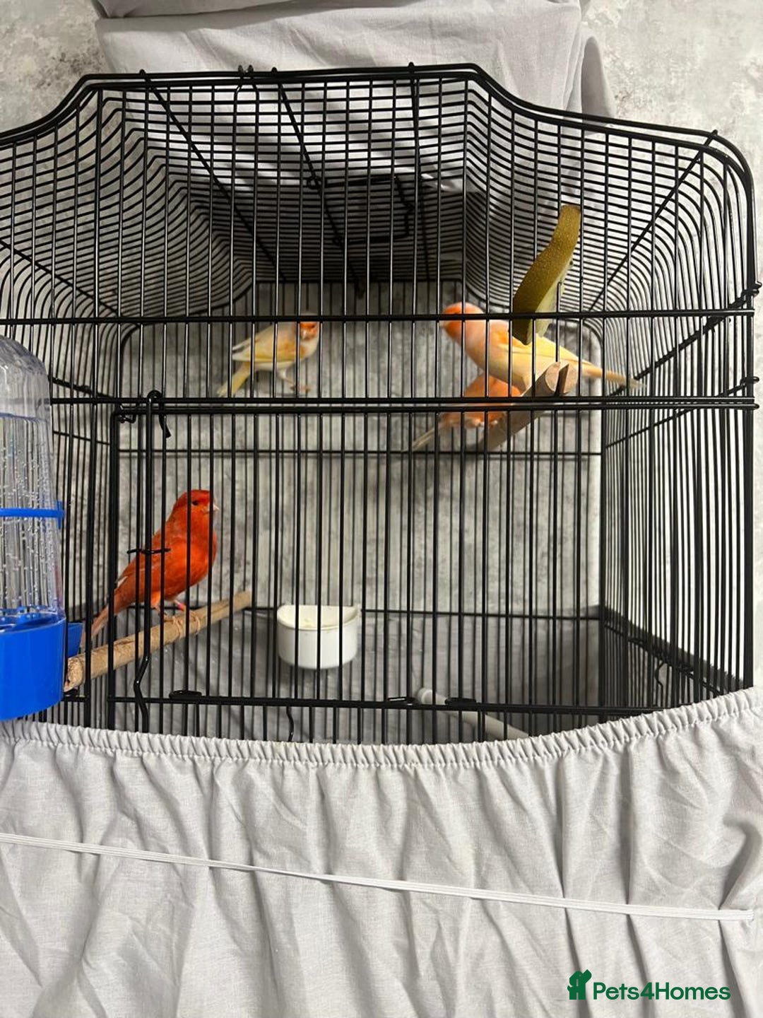 Mixed Breed birds for sale: Canaries - Advert 1
