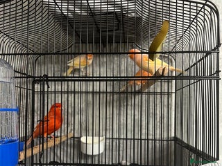 Mixed Breed birds Canarie - Advert 2