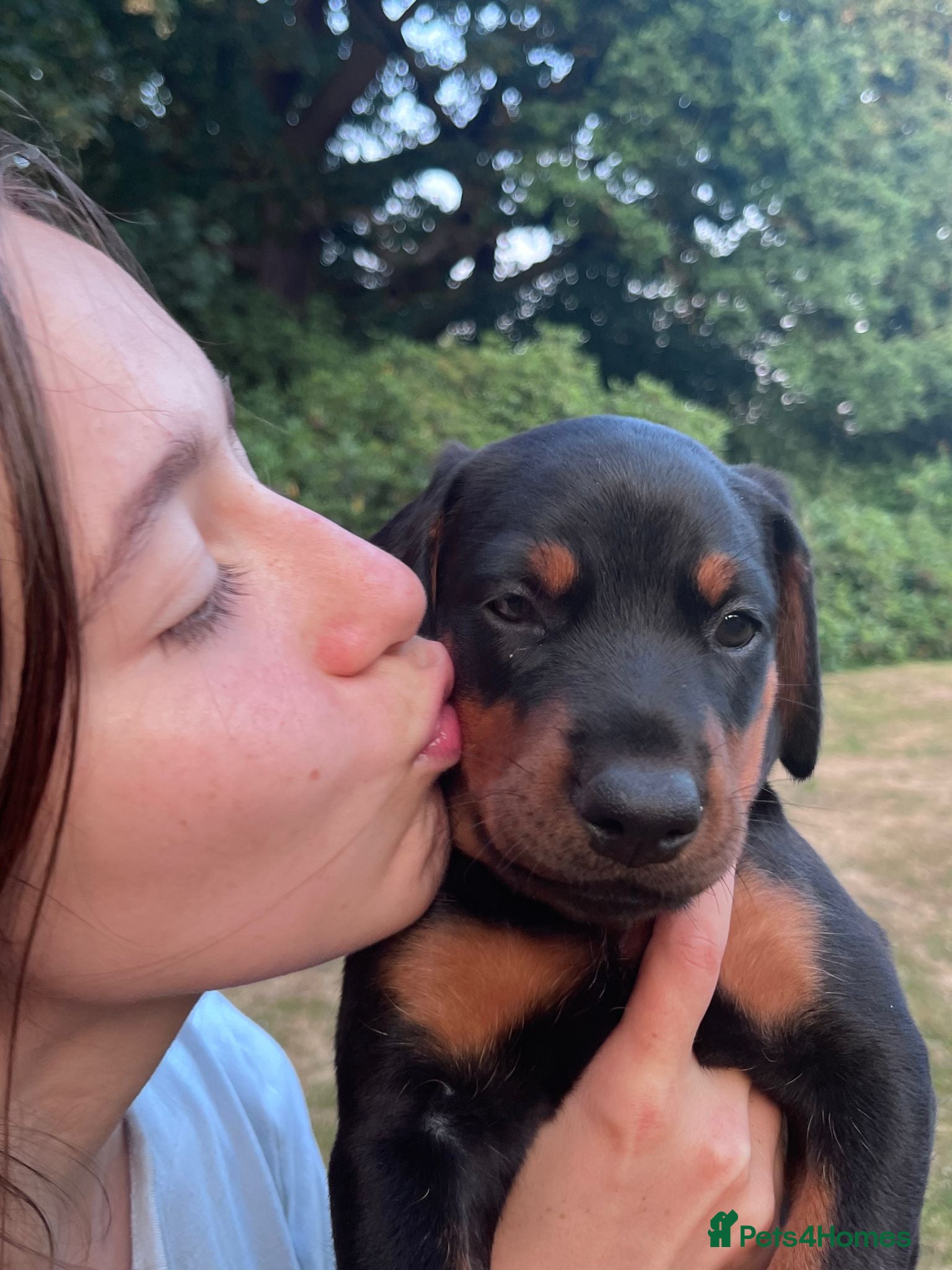 Dobermann dogs Naturally Bred Dobermann Puppies for Sale - Advert 2