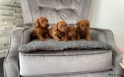 Miniature Poodle dogs for sale: KC REG DEEP RED HEALTH TESTED POODLES - Image 5