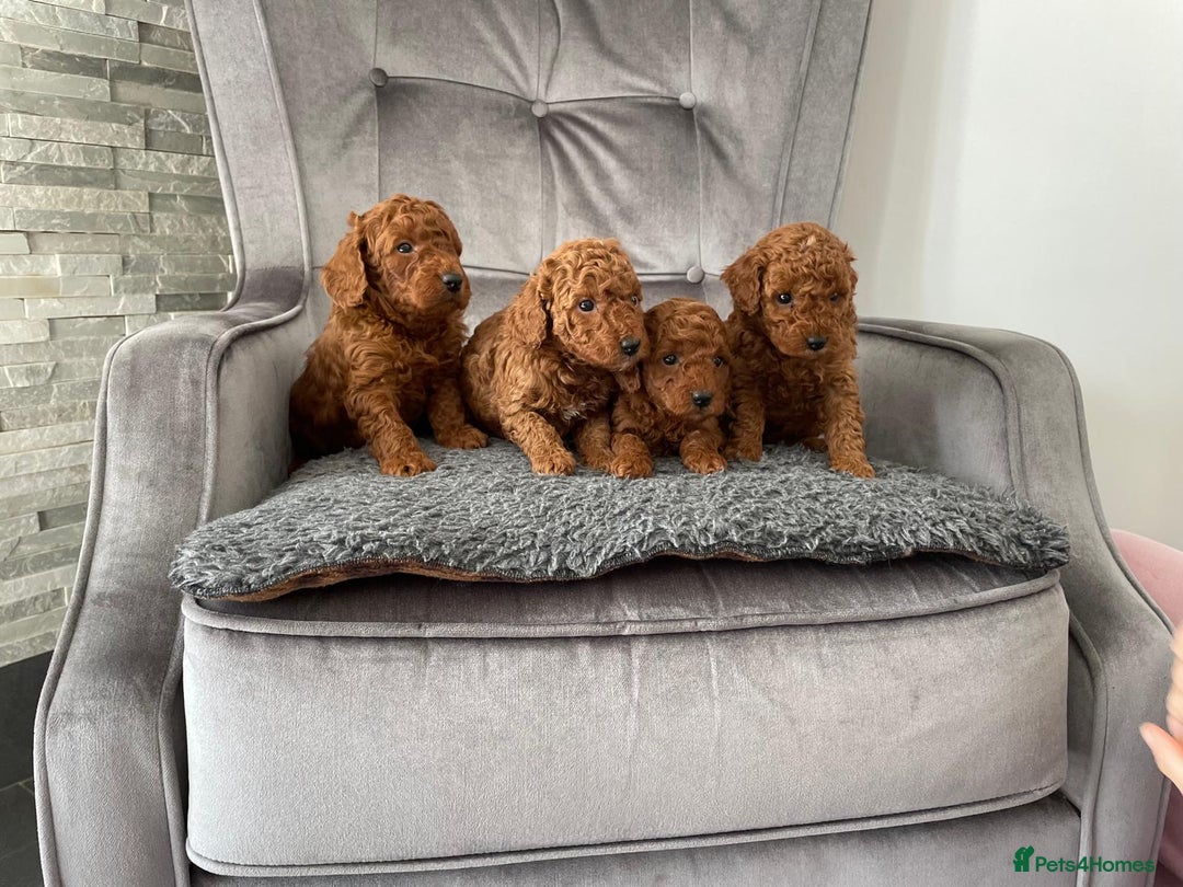 Miniature Poodle dogs for sale: KC REG DEEP RED HEALTH TESTED POODLES - Image 5