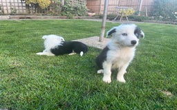 Border Collie dogs for sale: Border Collies READY NOW - Image 18