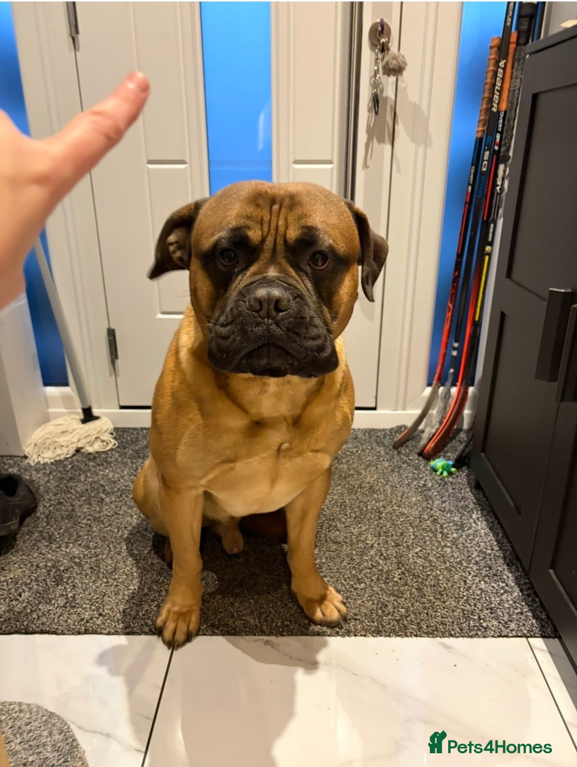 Bullmastiff dogs 2 Year Old Bullmastiff - Advert 1