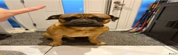 Bullmastiff dogs for sale: 2 Year Old Bullmastiff in Rotherham - Advert 1