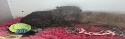 Cockapoo dogs for sale: Cockapoo F1b from DNA health tested parents  in Portree - Advert 11