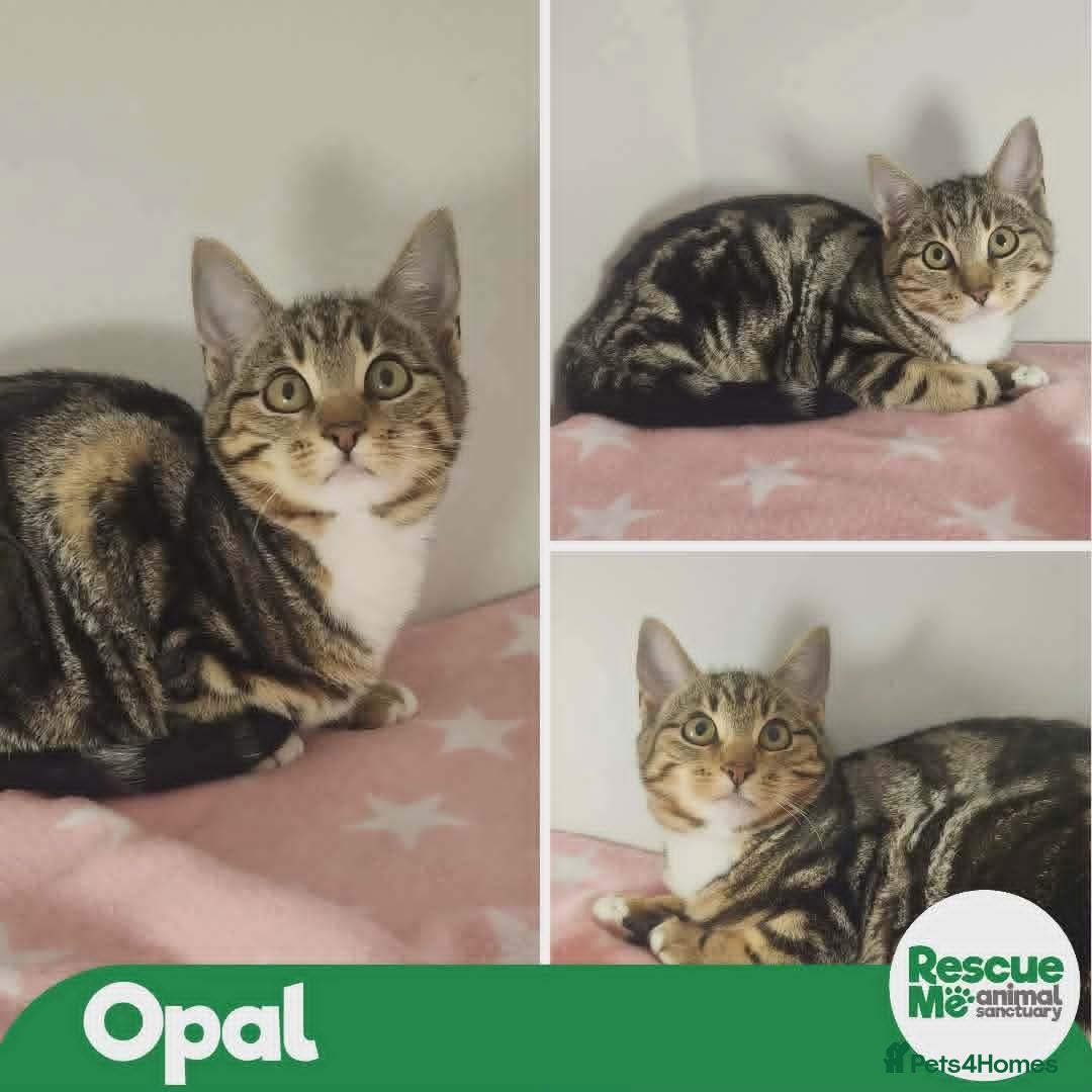 Mixed Breed cats OPAL IS READY FOR A FOREVER HOME - Advert 4