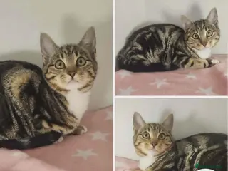 Mixed Breed cats OPAL IS READY FOR A FOREVER HOME - Advert 4