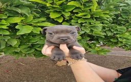 Staffordshire Bull Terrier dogs for sale: Blue Staffordshire puppies - Image 9