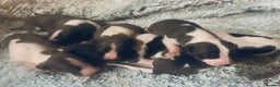 Whippet dogs for sale: 🐾 Exceptional small sized KC Reg Whippet Pups🐾 - Advert 11