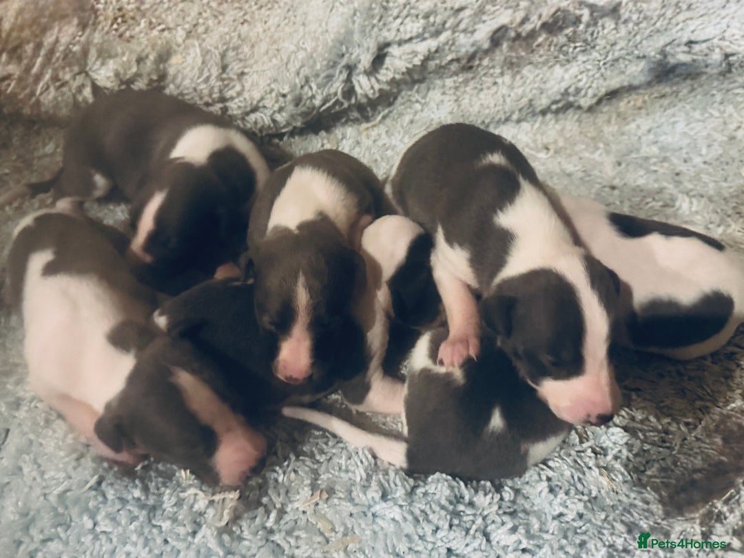 Whippet dogs for sale: 🐾 Exceptional small sized KC Reg Whippet Pups🐾 - Advert 11