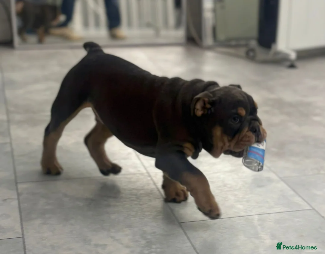 English Bulldog dogs for sale: 2 TOP QUALITY ENGLISH BULLDOG PUPPIES REMAINING  - Advert 2