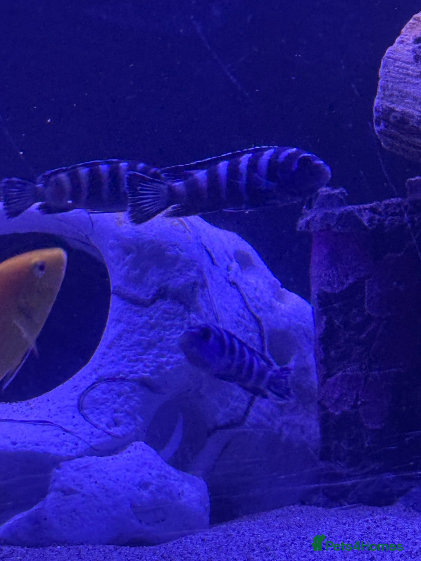 Cichlids fish for sale: African Cichlids & Tropical Fish - Bulk  - Advert 2
