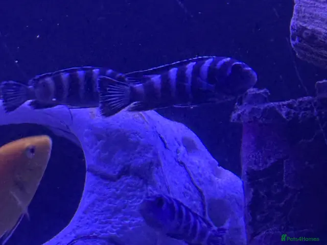 Cichlids fish for sale: African Cichlids & Tropical Fish - Bulk - Advert 2