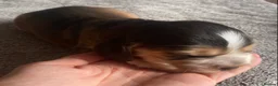 Cocker Spaniel dogs for sale: Show Type Cocker Spaniel Puppies - Advert 15