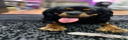 Cavalier King Charles Spaniel dogs for stud: Fully health tested Black and Tan stud.  in Wrexham - Advert 3