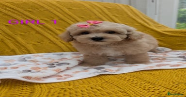 Maltipoo dogs - Advert 1